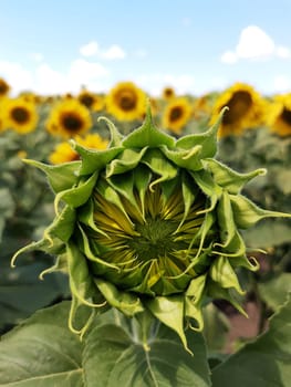 Green unopened young sunflower in a field of yellow sunflowers close-up.