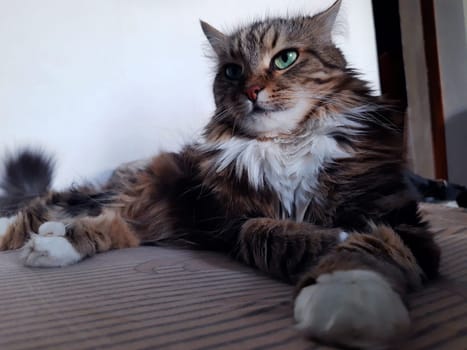 A cat with green eyes lies on a sofa close-up.