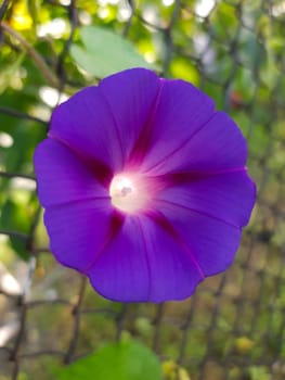 Bright lilac Ipomoea flower close-up on a fence grid.