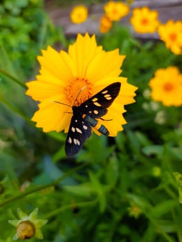 Butterfly Pseudomonas vulgaris on a yellow flower close-up.