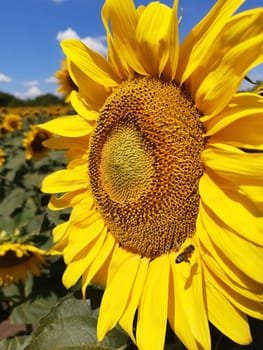 Sunflower flower being pollinated by a bee against the background of a field and blue sky.