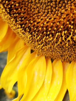 Blooming yellow part of sunflower head close up.