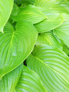 Bright green large leaves of the hosta close-up in the garden.