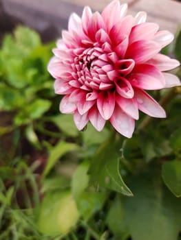 Dahlia flower after the rain close-up against the background of greenery.