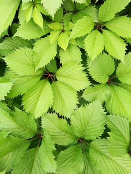 Green leaves of wild grapes on the veranda close-up. Leaves macro.