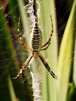 Wasp spider in the web against the background of green leaves close-up.