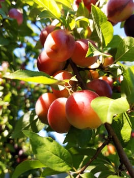 Cherry plum on a branch. Large fruits of cherry plum on a tree close-up.