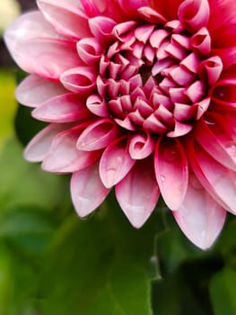 Dahlia flower after the rain close-up against the background of greenery.