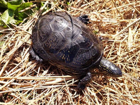 River turtle resting in the sun close-up.