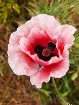 Pink poppy flower on a background of greenery close-up.