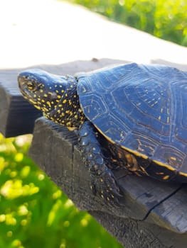 River turtle resting in the sun close-up.