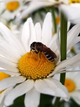 An earthen bee sits on a chamomile flower in a summer garden.