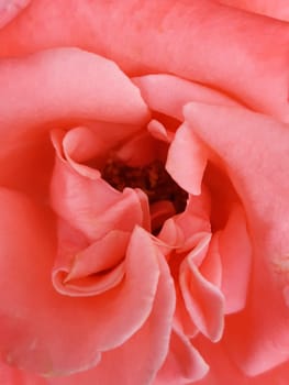 Beautiful petals of a tea rose in a bud close-up.