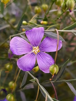 Lilac flower of flax close-up on a background of greenery.