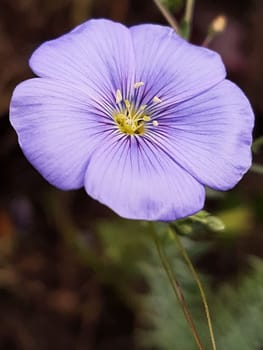 Lilac flower of flax close-up on a background of greenery.