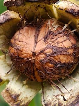 Walnut in an opened green shell on a tree close-up.