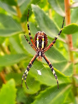 Wasp spider in the web against the background of green leaves close-up.