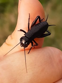 Field cricket species of orthopteran insects from the family of crickets on the finger close-up.