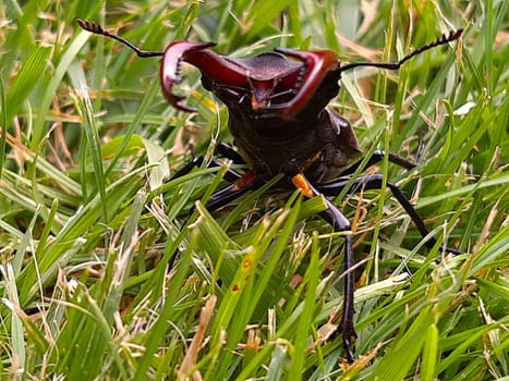 Stag beetle (lat. Lucanus cervus) is a large beetle of the genus Lucanus in the family of stag beetles against the background of green grass close-up.