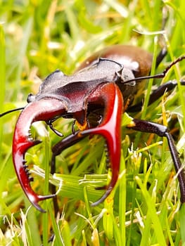 Stag beetle (lat. Lucanus cervus) is a large beetle of the genus Lucanus in the family of stag beetles against the background of green grass close-up.