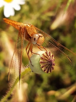 Dragonfly froze in anticipation of prey on a dry poppy head close-up.