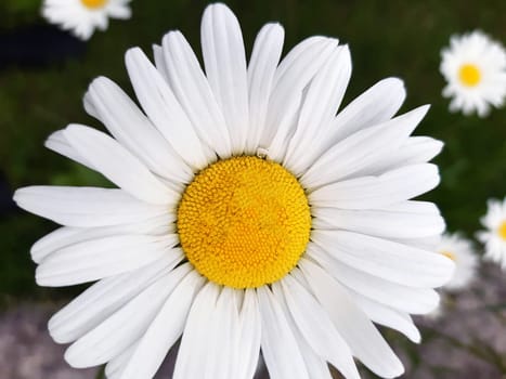 White chamomile in a meadow close-up against the background of greenery.