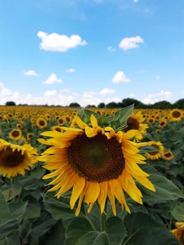 Young sunflowers in a spring field against a blue sky.