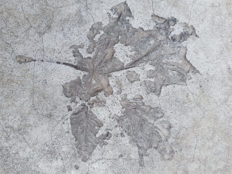 The imprint of a fallen autumn leaf on gray dry concrete close-up.