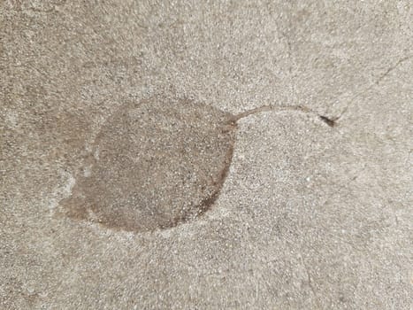 The imprint of a fallen autumn leaf on gray dry concrete close-up.