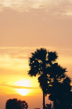 Tropical palm coconut trees on sunset sky flare and bokeh nature colorful copy space summer concept background.