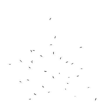 bird silhouette flying on white background