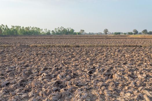 Rice Paddy prepare the soil for planting