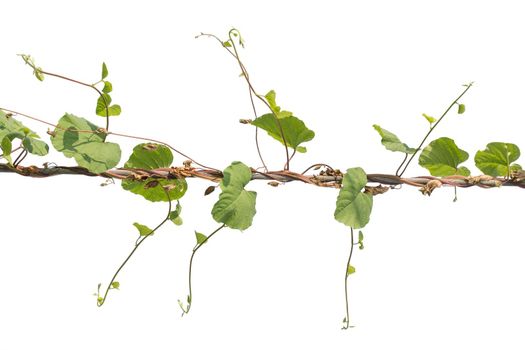 Plants ivy. Vines on poles on white background, Clipping path