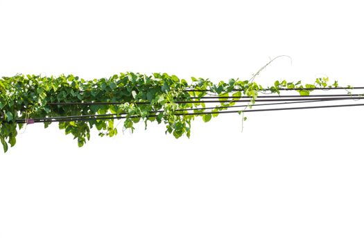 Plants ivy. Vines on poles on white background, Clipping path