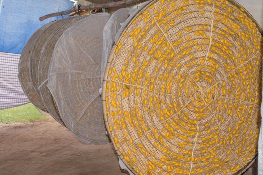 silkworms cocoons nest