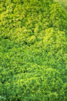 Beautiful background of green-yellow moss branches. Abstraction from greening plants. Backdrop, backing, texture for postcards, screensavers, titles, inscriptions or desktop wallpaper.