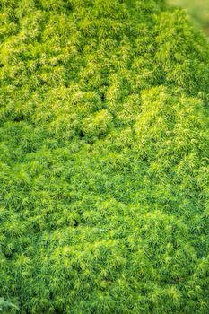 Beautiful background of green-yellow moss branches. Abstraction from greening plants. Backdrop, backing, texture for postcards, screensavers, titles, inscriptions or desktop wallpaper.