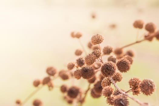 Dry flower, grass meadow outdoor. vintage filter