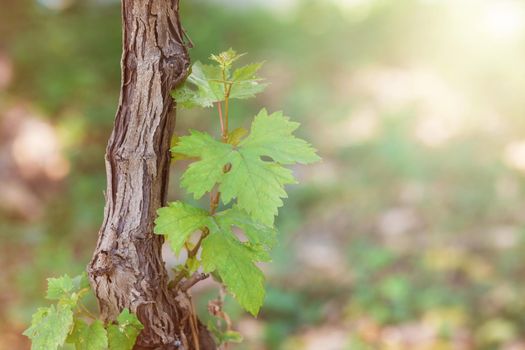 grape tree