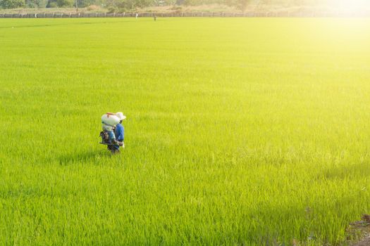 Farmers are sowing fertilizer in rice.