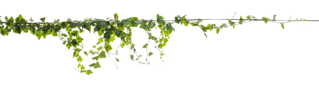 Plants ivy. Vines on poles on white background, Clipping path