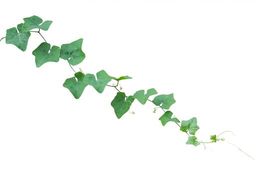 vine plants isolated on white background. clipping path