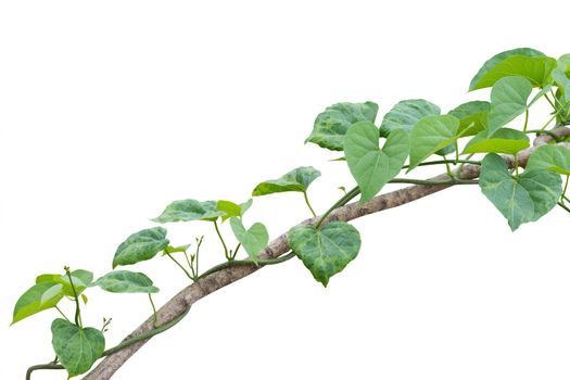 vine plants isolated on white background. clipping path