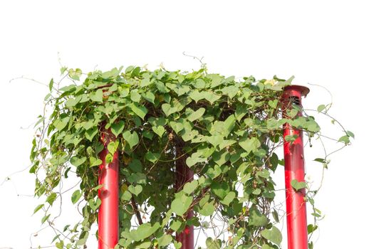 vine plants isolated on white background. clipping path