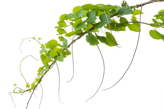 vine plants isolated on white background. clipping path