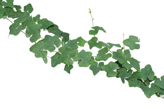 vine plants isolated on white background. clipping path