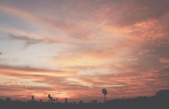 Tropical palm coconut trees on sunset sky flare and bokeh nature colorful copy space summer concept background.