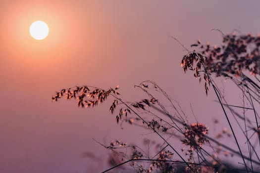 Meadow flowers, beautiful fresh morning in soft warm light. Vintage autumn landscape blurry natural background.