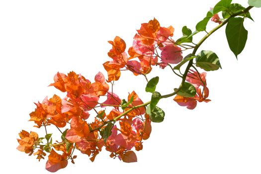 Flowering bougainvillea isolated on white background. clipping path