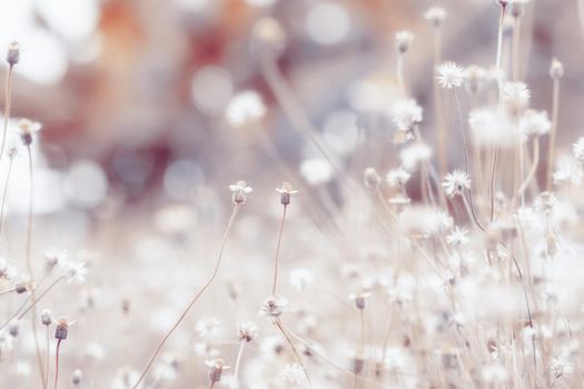 Meadow flowers, beautiful fresh morning in soft warm light. Vintage autumn landscape blurry natural background.